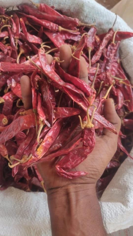 Andhra Chilli